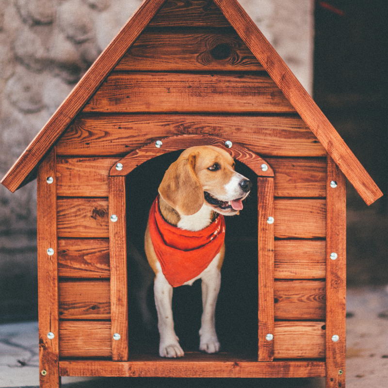 Craft Your Dog's Dream Home