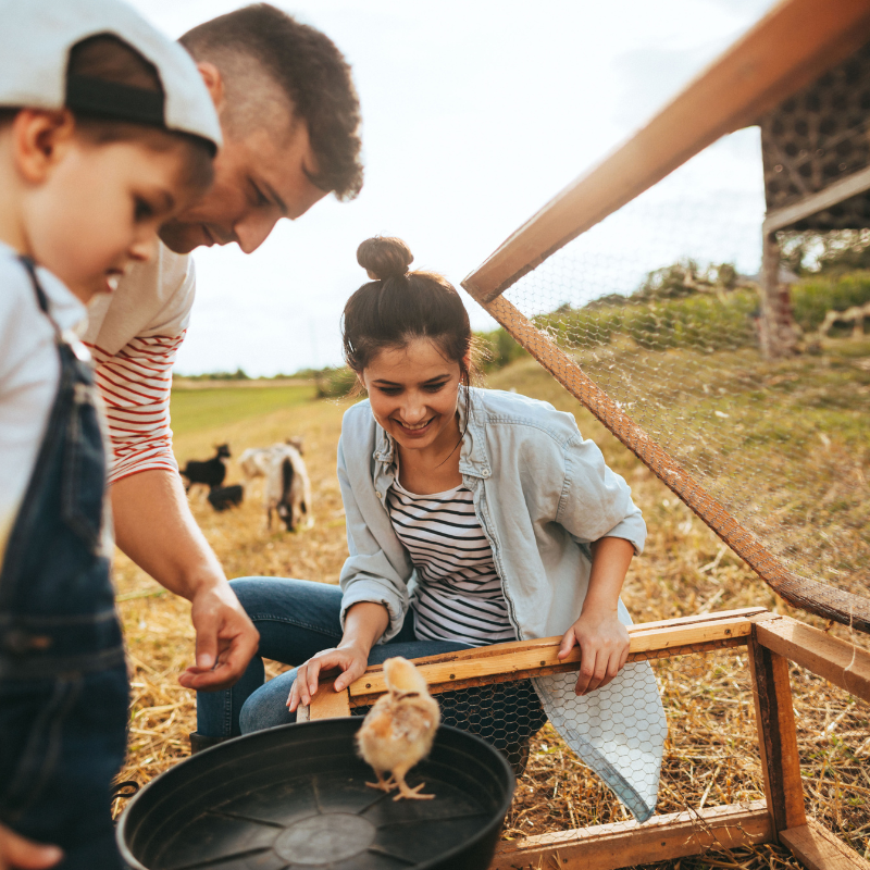 Farmer : Farmstead Adventure!